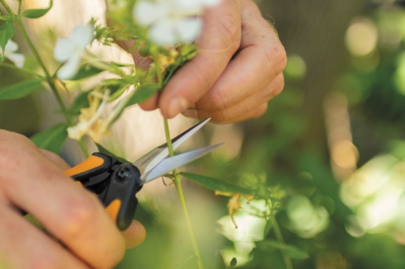 Dom, LIFESTYLE - Jeśli chcemy cieszyć się pięknymi bukietami kwiatów z własnego ogrodu pamiętajmy o doborze odpowiednich gatunków roślin do specjalnej rabaty, a także stałej pielęgnacji
