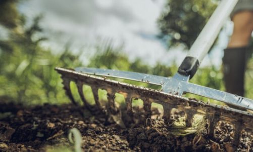 ABC zakładania trawnika w sierpniu